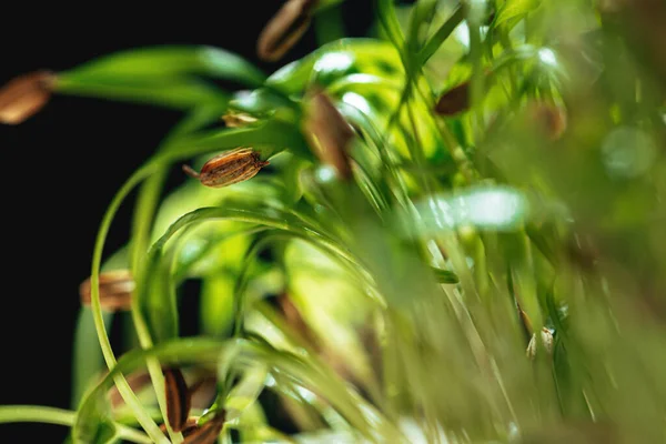 Jonge groene spruiten van micro groen close up — Stockfoto