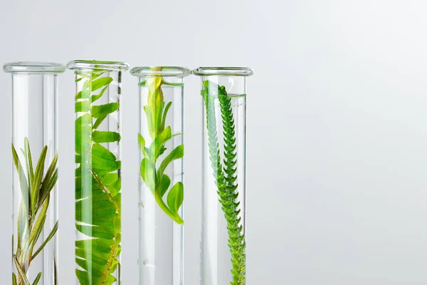 Plantas en cristalería de laboratorio. Productos para el cuidado de la piel y drogas concepto de investigaciones químicas — Foto de Stock