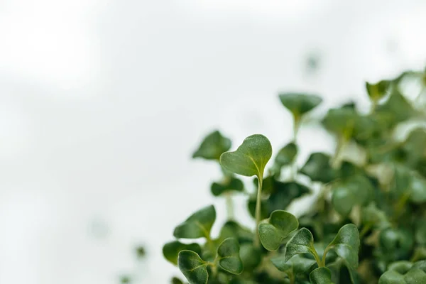 Primer plano de los brotes verdes jóvenes de micro verdes — Foto de Stock