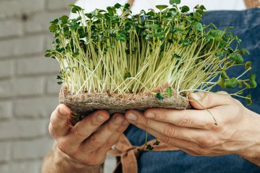 Mikro yeşil lahanaları tutan erkek eller, yaklaşın.