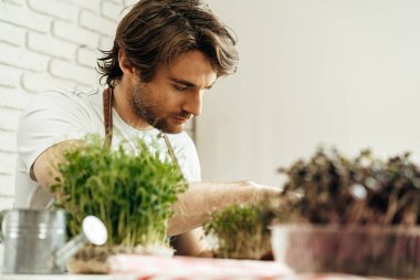 Çekici sakallı çiftçi mikroçim filizleriyle ilgileniyor.