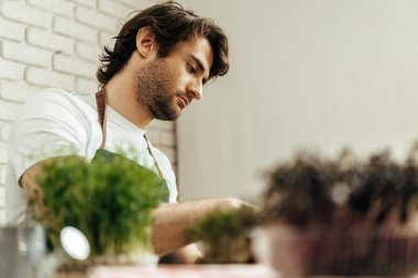 Çekici sakallı çiftçi mikroçim filizleriyle ilgileniyor.