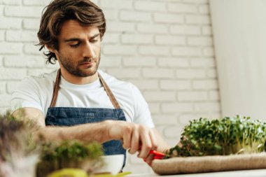 Çekici sakallı çiftçi mikroçim filizleriyle ilgileniyor.