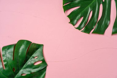 Pembe arka planda tropikal canavar yaprağı, düz yatıyordu.