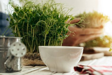 Beyaz ahşap masanın üzerinde mikroyeşil yaprakları tutan erkek eller.