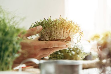 Beyaz ahşap masanın üzerinde mikroyeşil yaprakları tutan erkek eller.