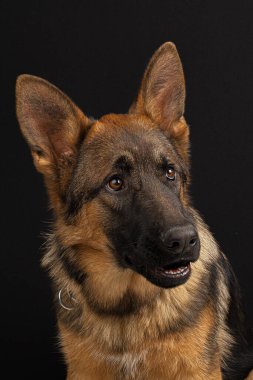 Siyah arka planda Alman çoban köpeği portresi