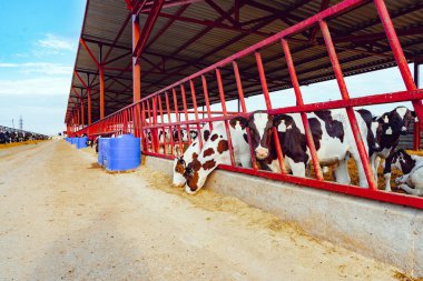 Sütlü inek sürüsüyle modern açık hava ineği.
