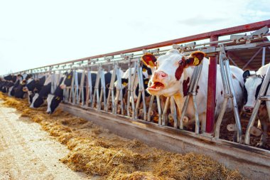 Çiftlikte süt inekleri olan büyük bir inek ahırında.