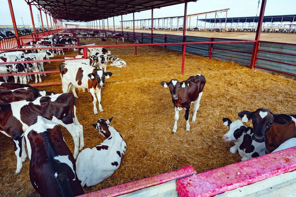 Vaqueiro moderno ao ar livre com rebanho de vacas leitosas — Fotografia de Stock