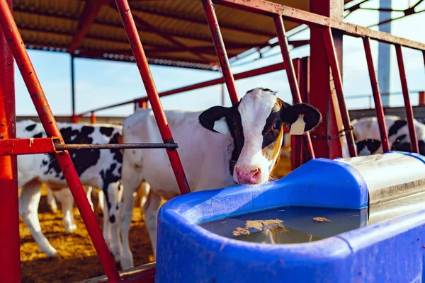 Vaqueiro moderno ao ar livre com rebanho de vacas leitosas — Fotografia de Stock