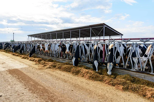 Grande galpão com vacas leitosas na fazenda — Fotografia de Stock