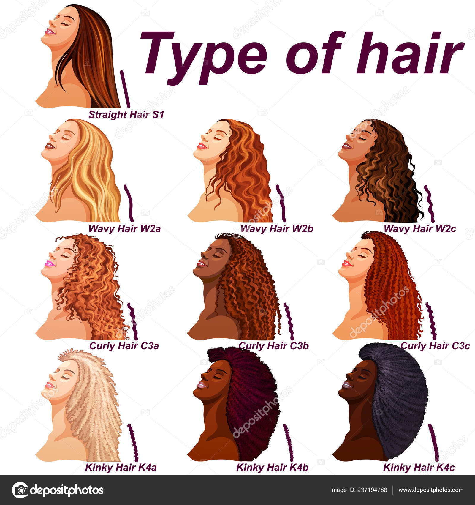 Hair types chart displaying all types and labeled Stock Vector by
