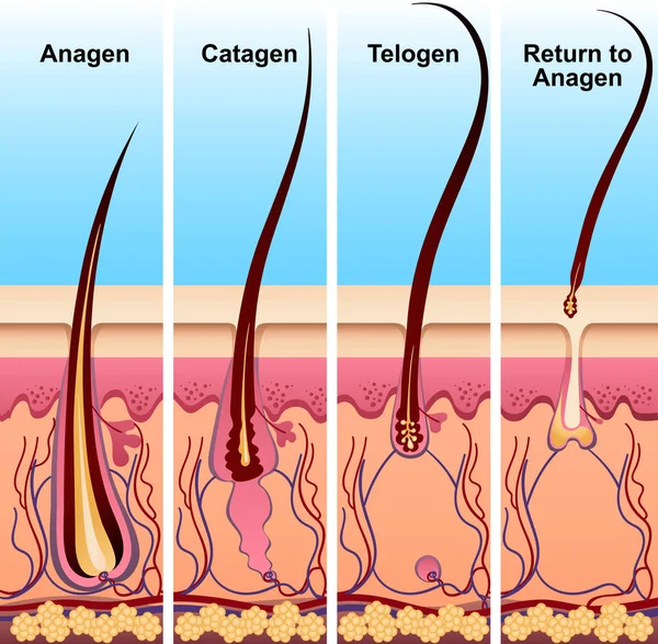 Cuatro etapas del ciclo de crecimiento del cabello — Archivo Imágenes Vectoriales