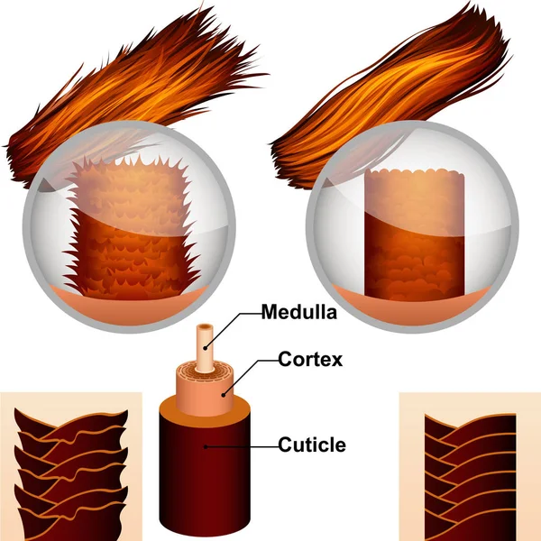 La estructura del cabello en la sección — Archivo Imágenes Vectoriales