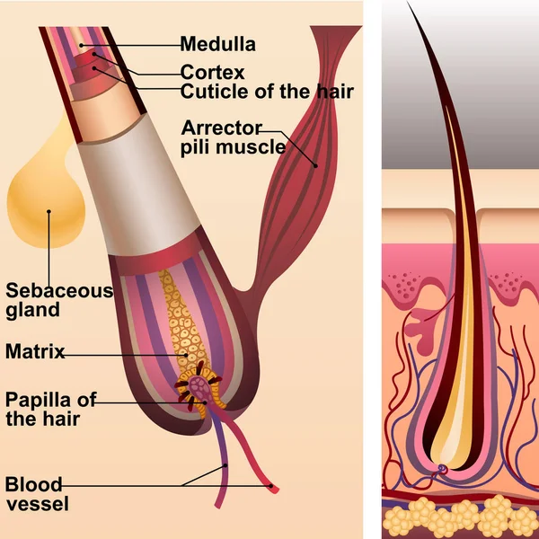Estrutura do cabelo e folículo e glândula sebácea —  Vetores de Stock