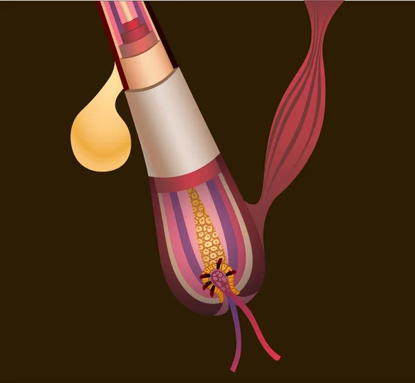 Explicação detalhada da estrutura do cabelo e anatomia —  Vetores de Stock