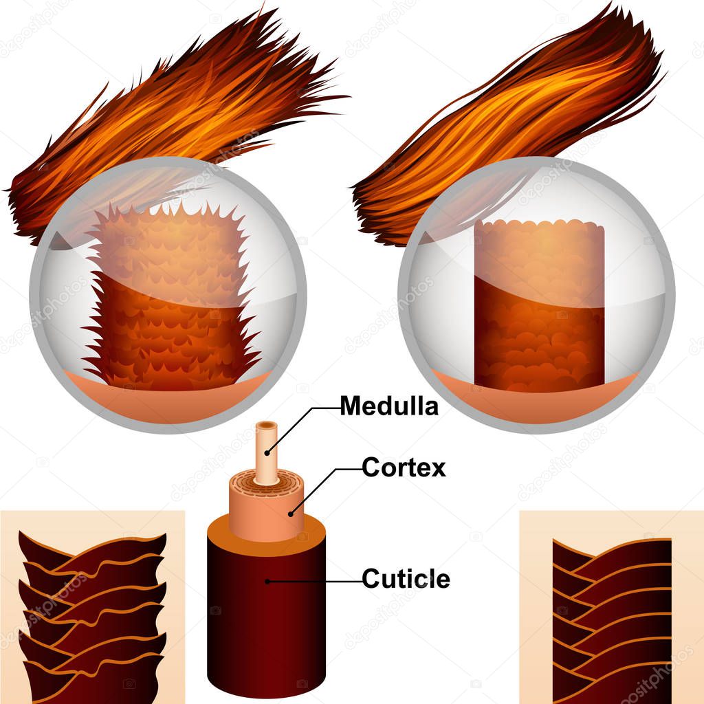 The structure of hair in the section