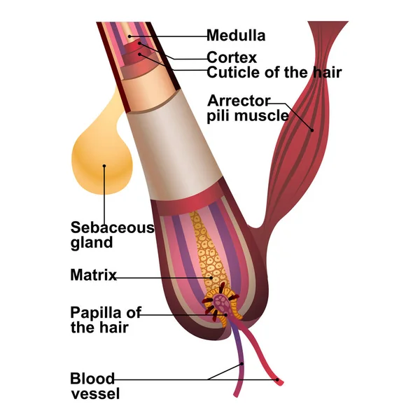 Explicação detalhada da estrutura do cabelo e anatomia —  Vetores de Stock