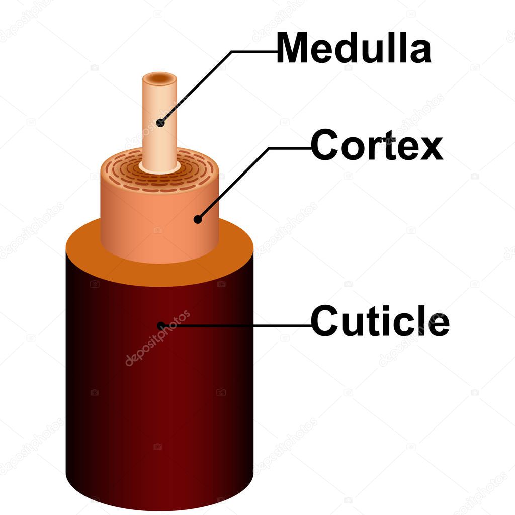 Detailed hair structure anatomy of medulla cortex cuticle