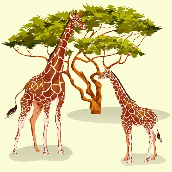 Girafes de bande dessinée mangeant du feuillage d'acacias dans la savane africaine — Image vectorielle