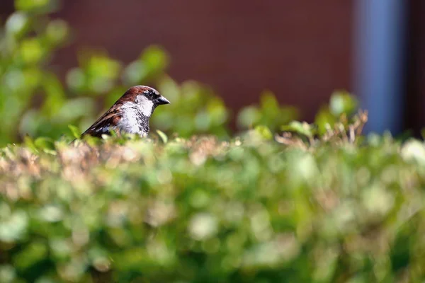 Moineau Domestique Assis Sur Buisson Vert Fond Rouge — Photo