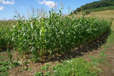 İngiltere'de yeşil mısır tarlasında. Arka plan mavi gökyüzüne.