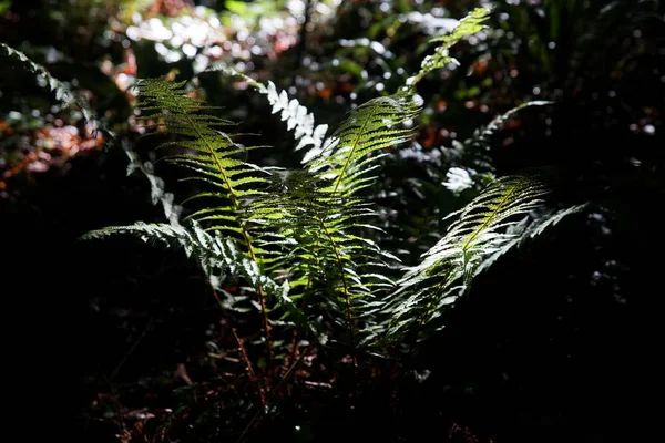 Beautyful Kapradiny Listy Zelené Listoví Přírodní Květinová Fern Pozadí Slunci — Stock fotografie