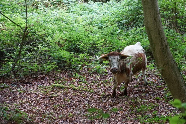 Staren Koe Het Forest Groene Bossen Struiken Achtergrond — Stockfoto