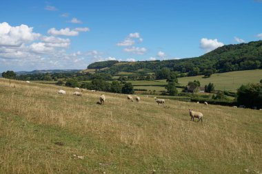 Cotswold yolu, İngiltere'de. Koyun ile çayır.