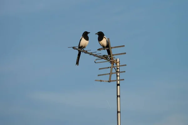 Zwei Schwarze Und Weiße Elstern Sitzen Auf Der Antenne Blauer — Stockfoto