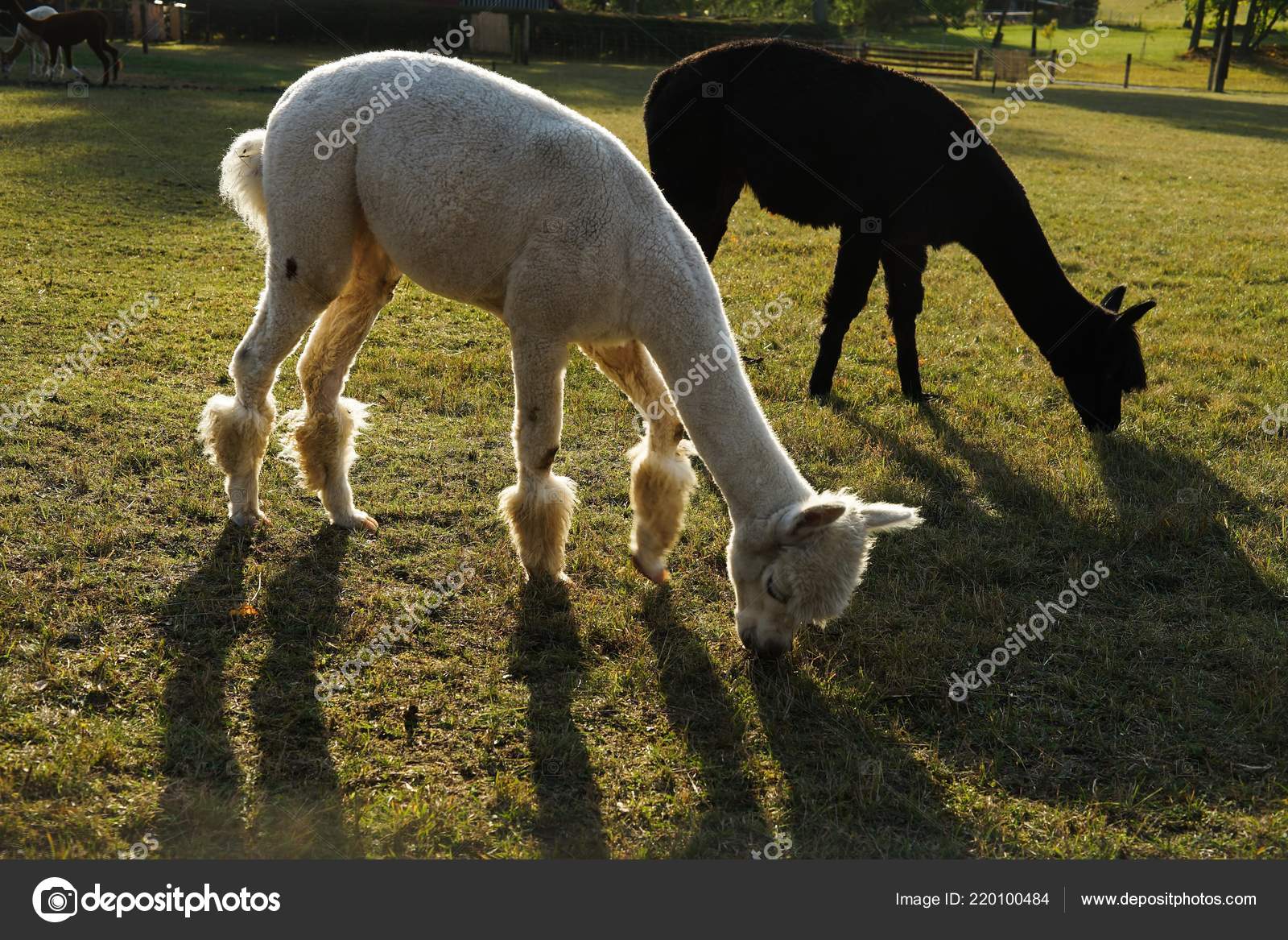 Schwarz Weiß Lamas Alpakas Der Sonne Essen Grasgrün Schwarz Weiß Lamas Alpakas Der Sonne Essen Grasgrün