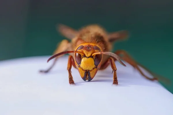 Stäng Upp Levande Europeiska Hornet Största Geting Europa Grön Bakgrund — Stockfoto