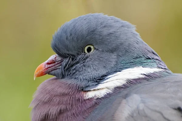 Крупный план Common Wood Pigeon . — стоковое фото