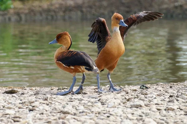 Islıkçı ördek dolaşıp Çift — Stok fotoğraf