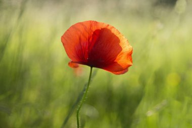 Kırmızı haşhaş tek çiçek.