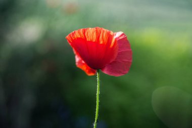 Kırmızı haşhaş tek çiçek