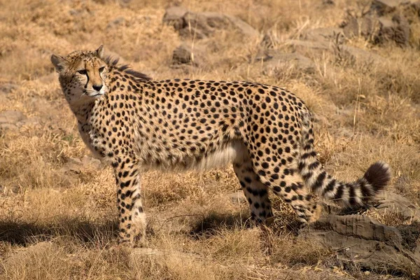 Cheetah en los arbustos de Sudáfrica — Foto de Stock