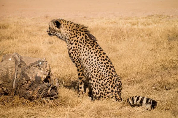 En gepard (Acinonyx jubatus) stalking bytesdjur, Sydafrika — Stockfoto