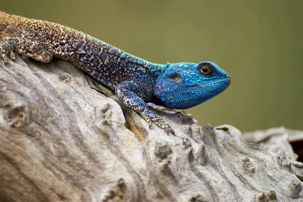 Árvore de cabeça azul Agama — Fotografia de Stock