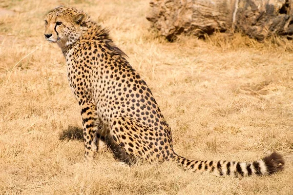 Sitter gepard i Afrika — Stockfoto