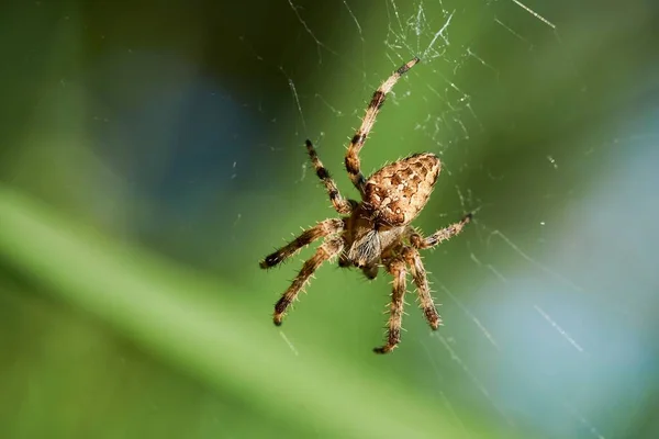 Common garden spider on the cobweb