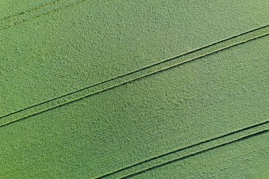 Genç tahıl üstten görünüm yeşil. Yeşil buğday.