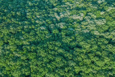 Hava üstten görünüm orman, orman manzaralı yukarıdan.