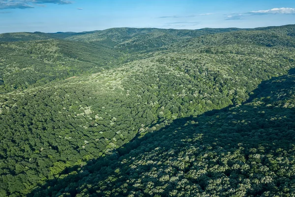 Aerial forest scenery European Forest. Beautiful mountain landscape, with mountain peaks covered with forest.