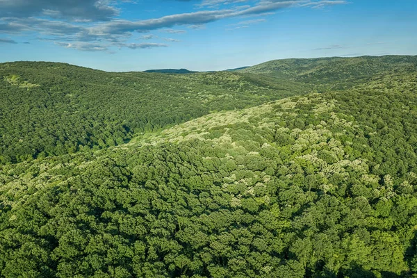 Aerial forest scenery European Forest. Beautiful mountain landscape, with mountain peaks covered with forest.