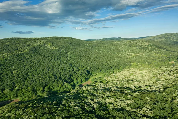 Aerial forest scenery European Forest. Beautiful mountain landscape, with mountain peaks covered with forest.
