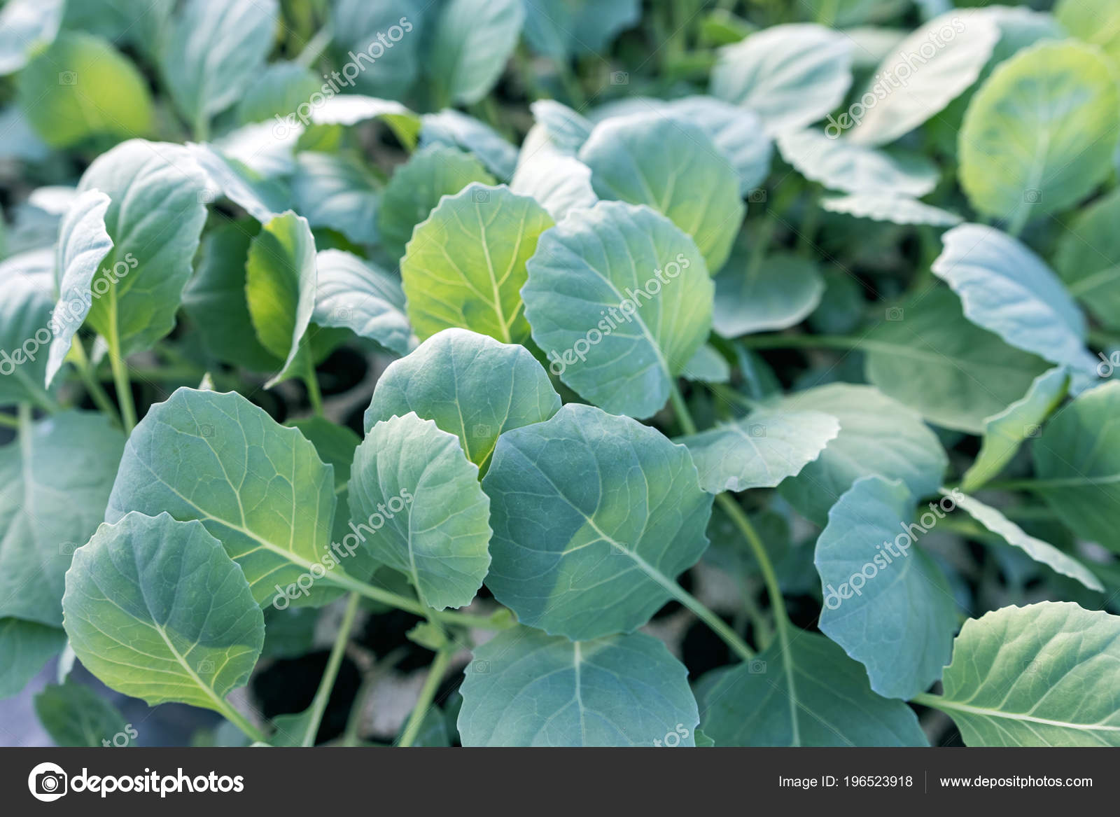 Young Cabbage Seedlings Cabbage Seedlings Greenhouse — Stock Photo