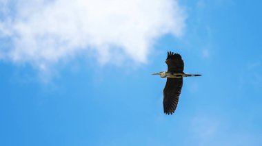 Uçan gri balıkçıl (Ardea cinerea). Doğal yaşam ortamında vahşi yaşam.
