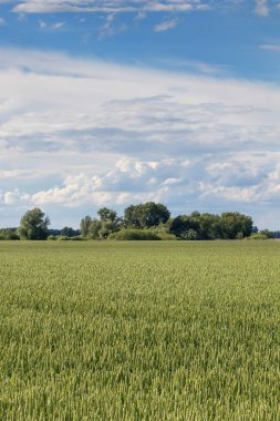 Yeşil buğday alan manzara. Yeşil buğday alanı.